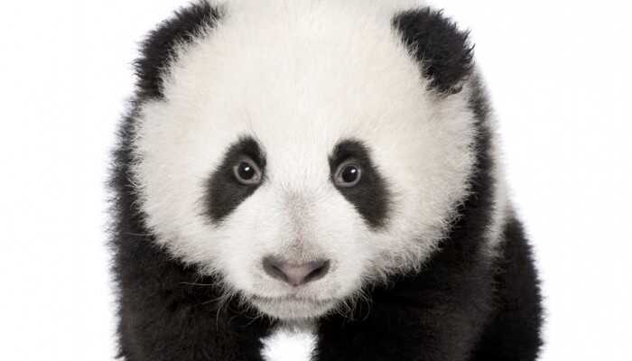 Google Algorithm Updates: The Panda Update and Its Ongoing Impact on SEO